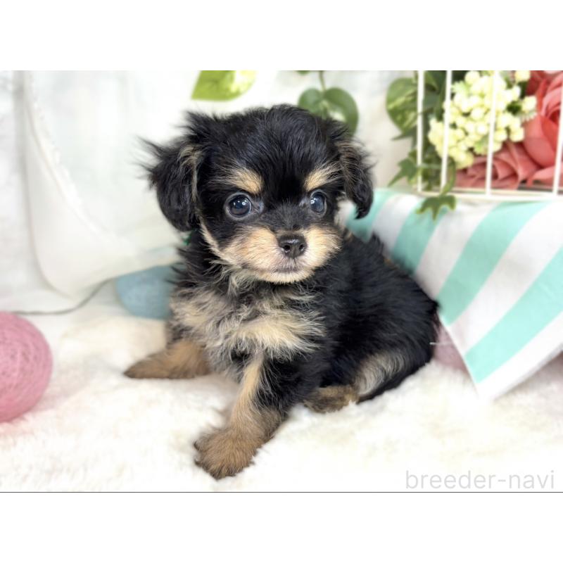 成約済の滋賀県のチワプー:チワワ×トイプードル-410379の2枚目